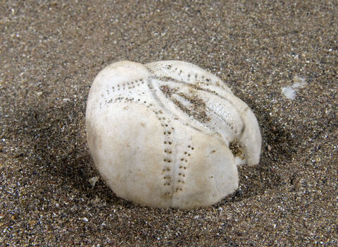 Sea potato shell