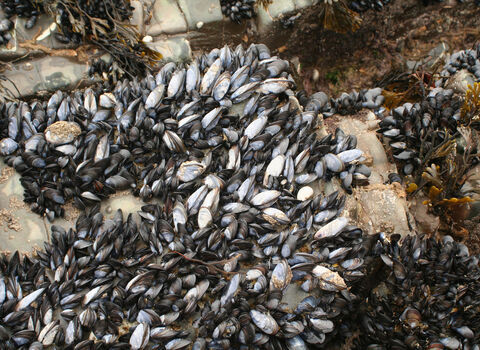 Mussels