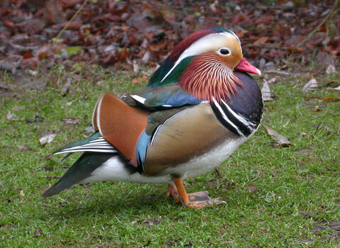 Mandarin Duck (drake)