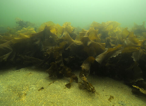 Sugar kelp