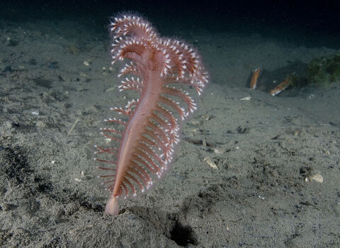 Phosphorescent sea pen