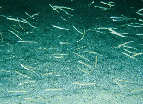 Sand eels