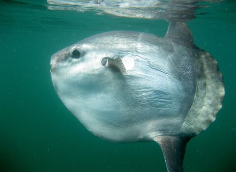 Sunfish