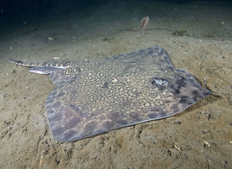 Thornback ray