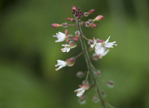 Enchanter's nightshade