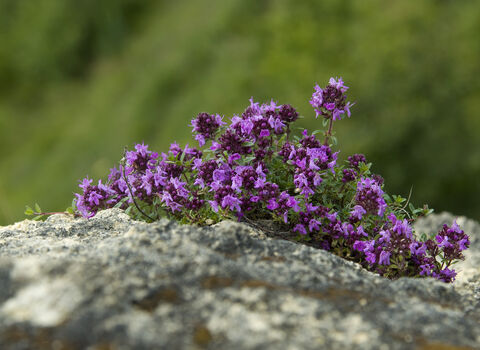 Wild thyme