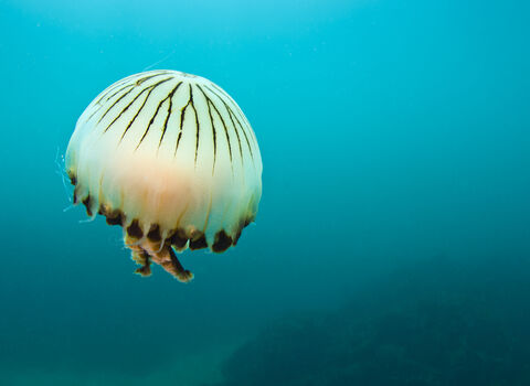 Compass jellyfish