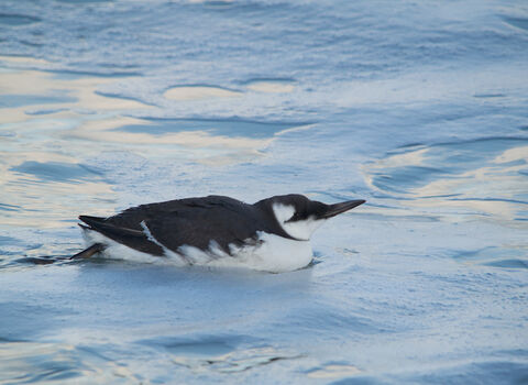 Guillemot (winter-plumage)
