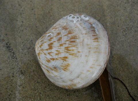 Dog cockle