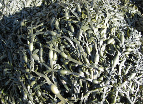 Egg wrack