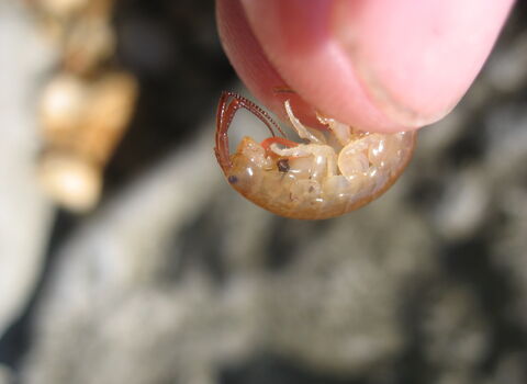 Sand hopper