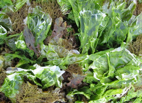 Sea lettuce