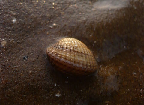 Cockle