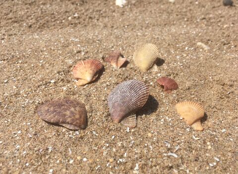 Variegated scallop