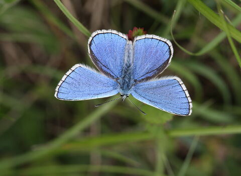Adonis blue