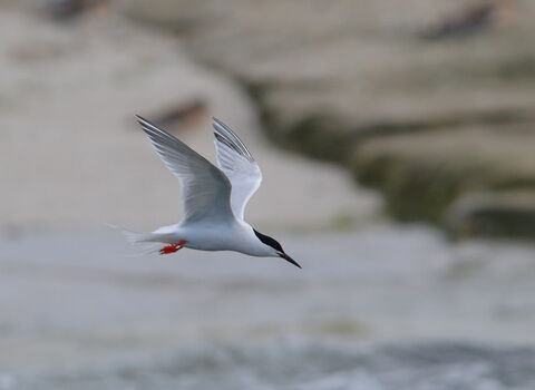 Roseate tern