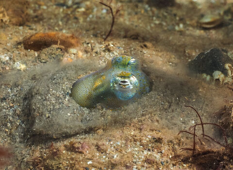 Little cuttlefish