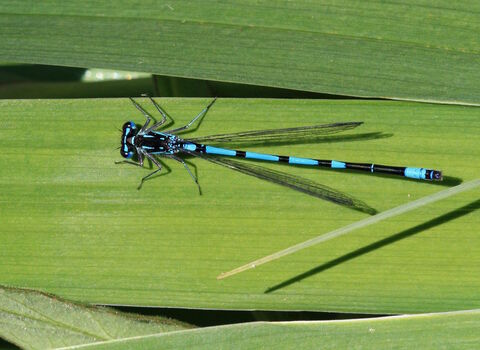 Variable damselfly