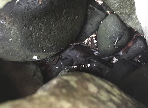 Storm petrel
