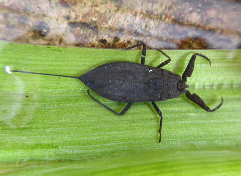 Water scorpion wildlife trust