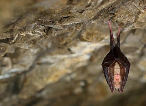 lesser horseshoe bat