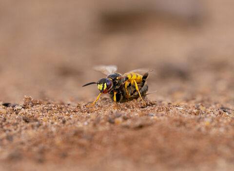 Bee wolf