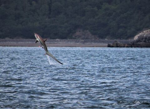 Thresher shark leaping from the water