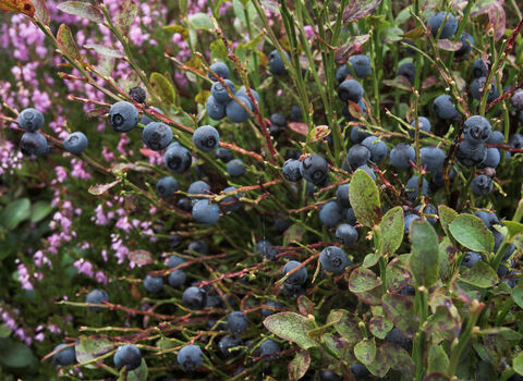 Bilberry