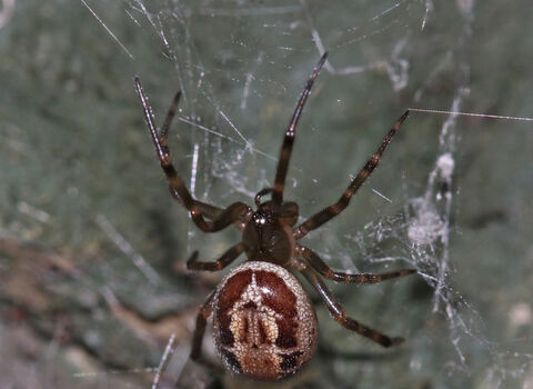 Noble false widow spider