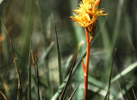Bog asphodel 