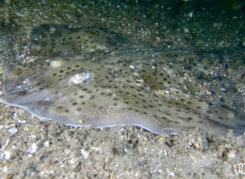 Spotted ray