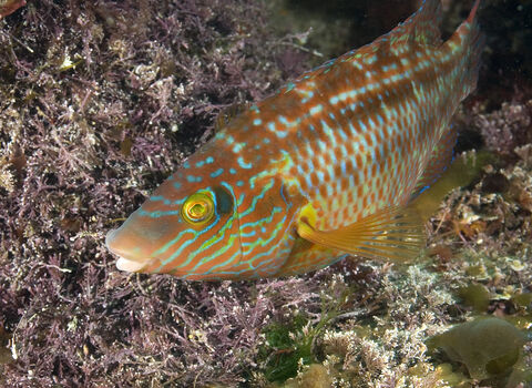 Corkwing wrasse