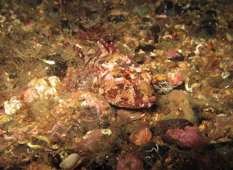 Long spined sea scorpion