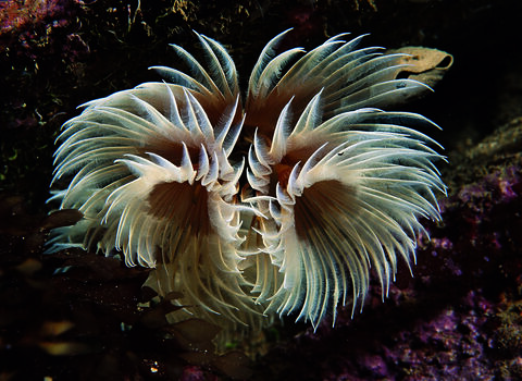 Fan worm