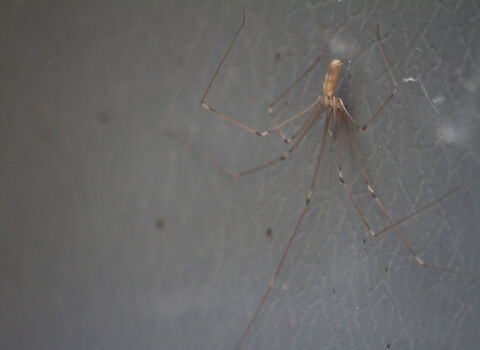 Cellar spider