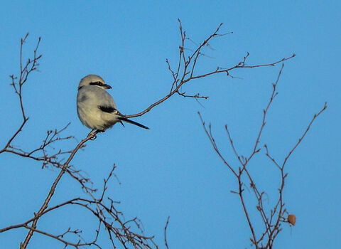 Great grey shrike