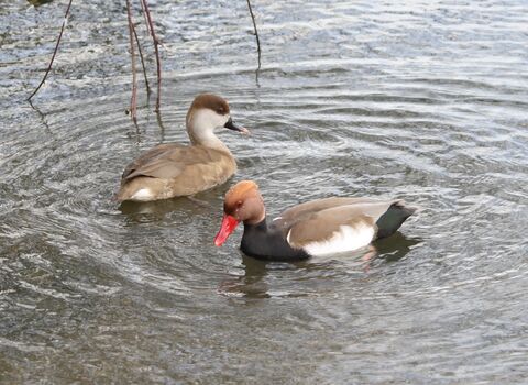 Red-crested pochard pair