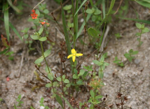  toadflax leaved st johns wort