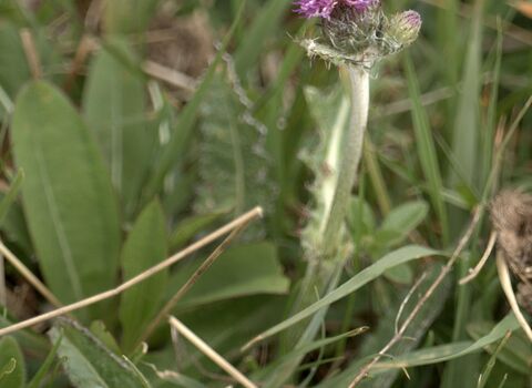 Meadow thistle