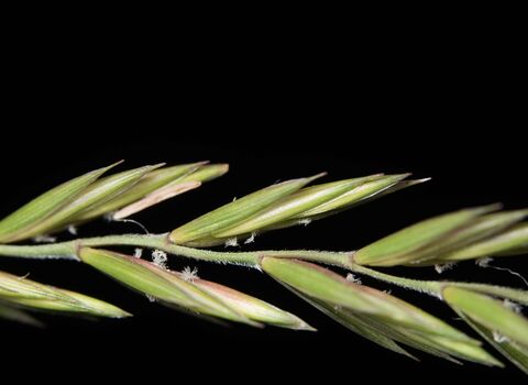 Elymus repens, Couch-grass