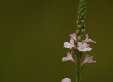 Vervain