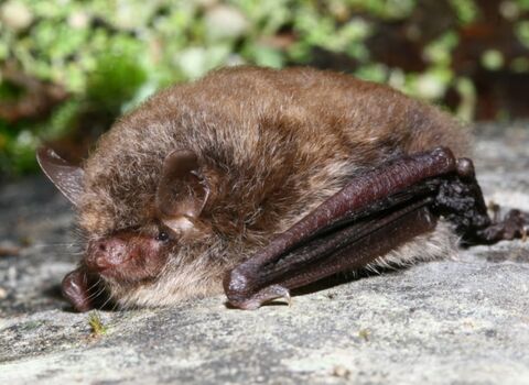 Alcathoe bat