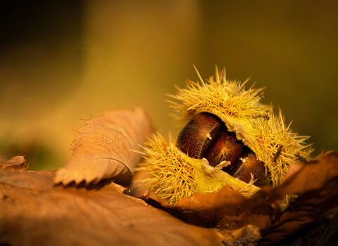 Sweet chestnut