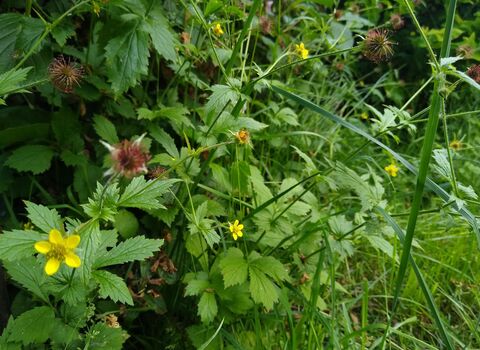 wood avens