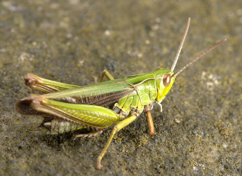 Common green grasshopper
