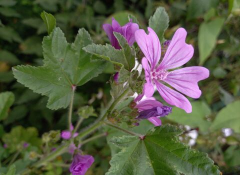 Mallow