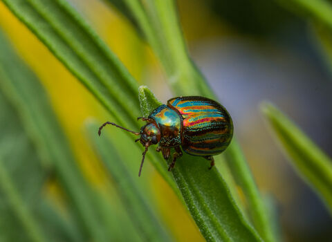 A shiny green and red rosemary beetle