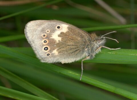 A large heath butterfly resting on a grass stem