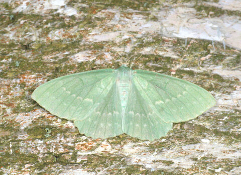 A large emerald moth resting with its wings spread