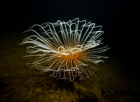 A fireworks anemone living on a muddy sea floor, its long white tentacles flared in a sunburst like an underwater explosion of light
